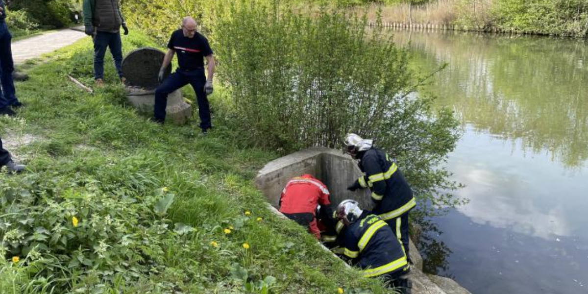 Un chevreuil piégé dans les égouts près d&rsquo;Armentières, les pompiers le tirent des profondeurs