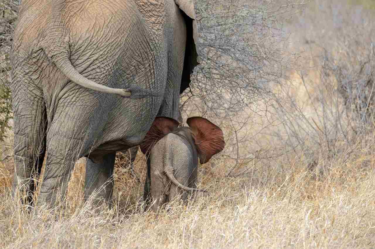 elephants gabon