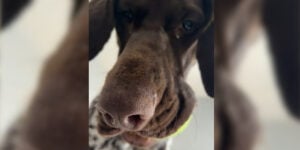 chien de chasse veut jouer
