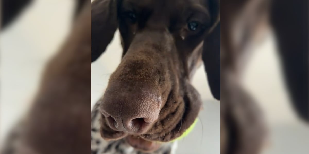 chien de chasse veut jouer