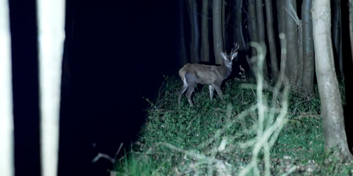Chasseurs et agents de l&rsquo;ONF comptent les cerfs ensemble pour préparer la saison
