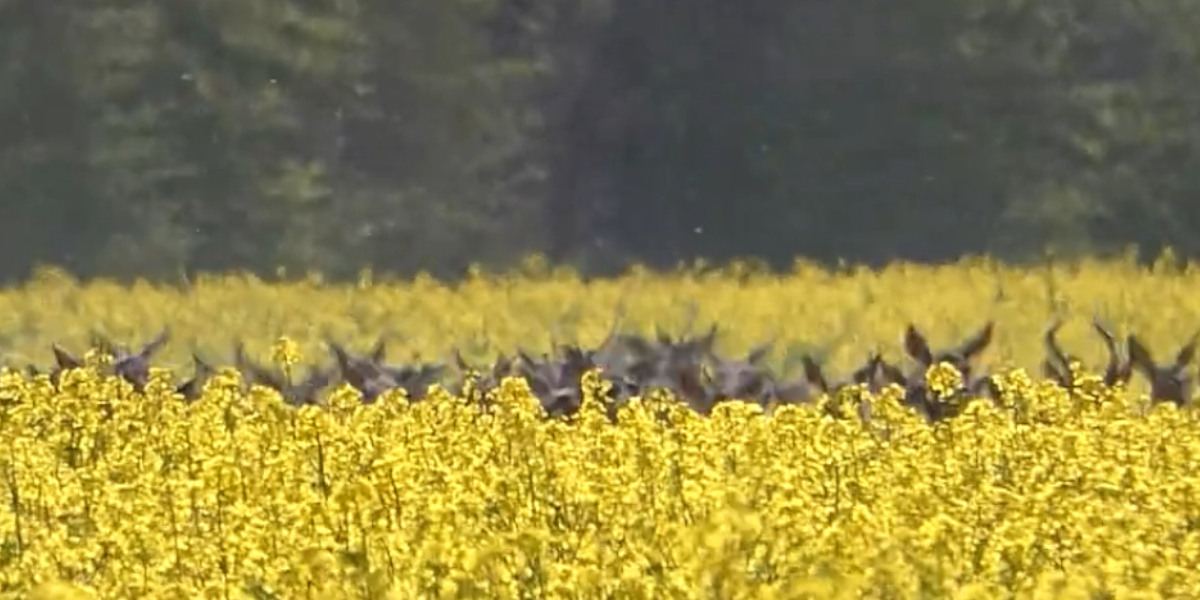 harde dans le colza