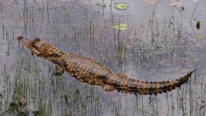 crocodile roubaix