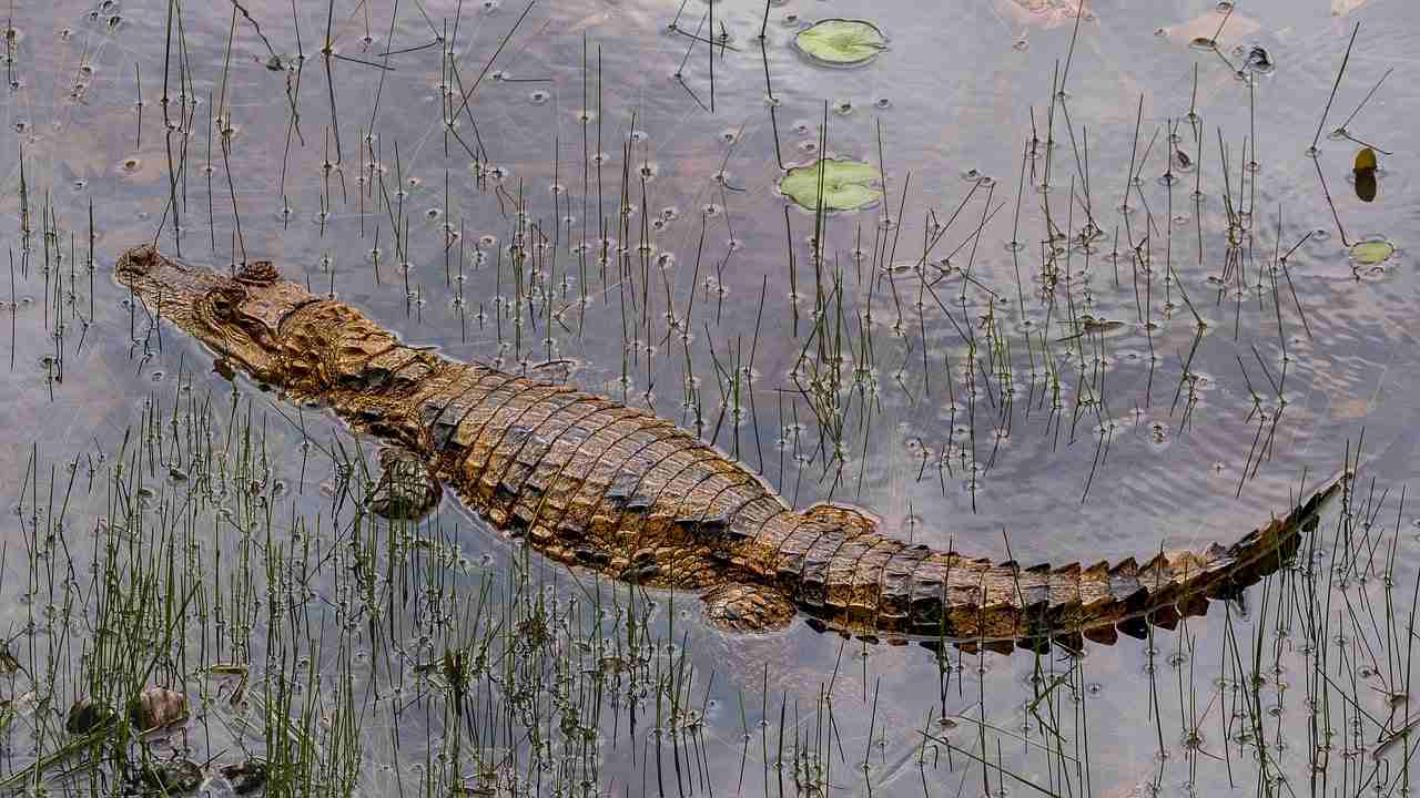 crocodile roubaix