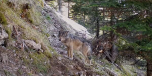 loup documentaire