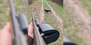 ne pas tirer lapin
