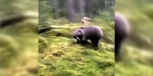 ours attaque chien