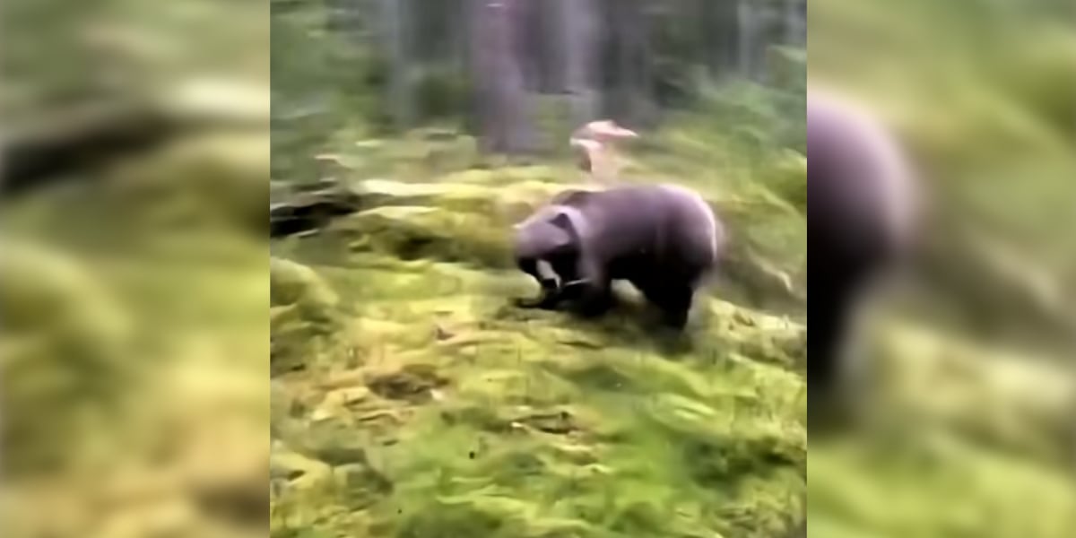 ours attaque chien