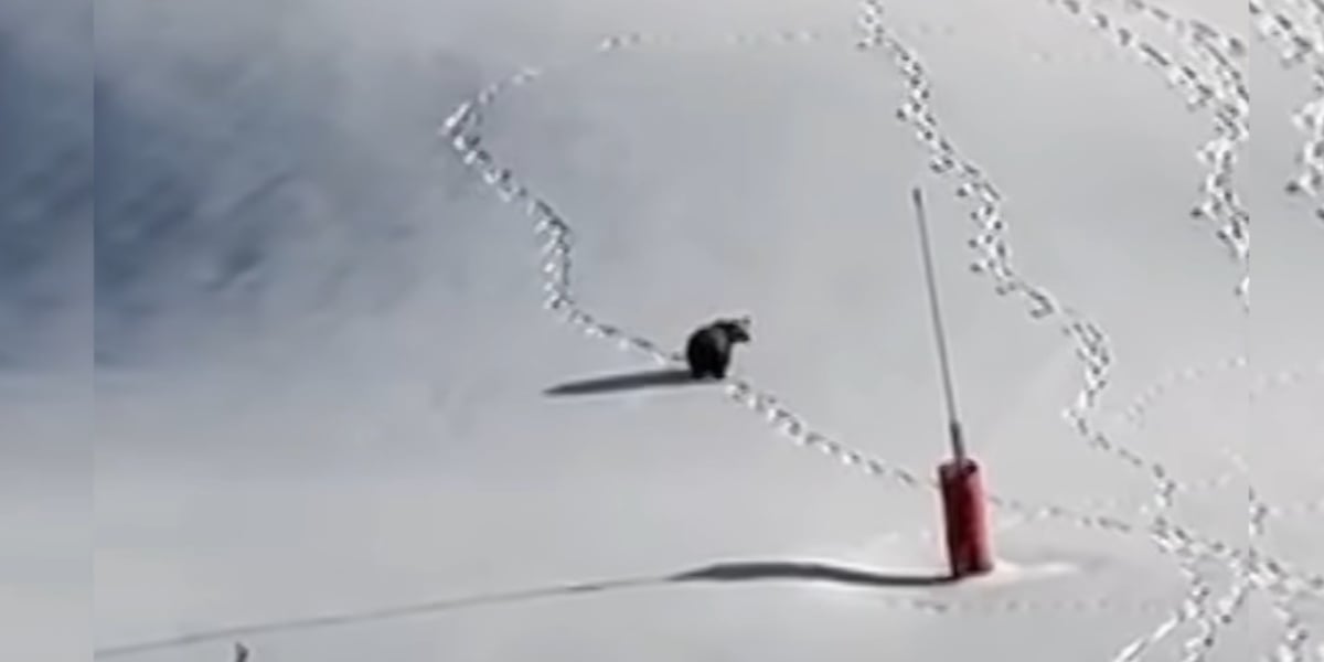 Un ours filmé sur les pistes de Guzet : quand le spectacle fait oublier la réalité du prédateur