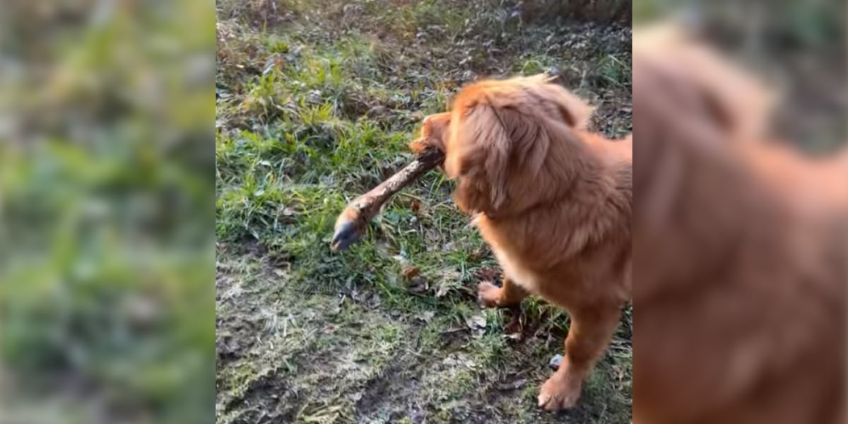 patte de chevreuil chien