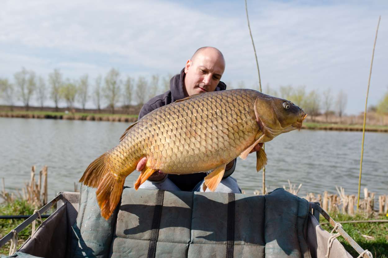 peche à la carpe braconnage