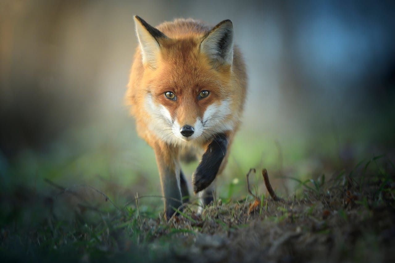 renard et piegeage