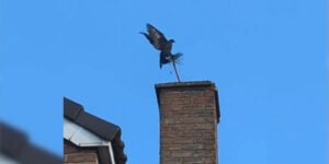 pigeon ramoneur