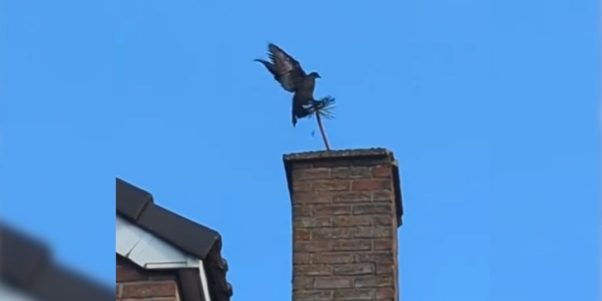 pigeon ramoneur