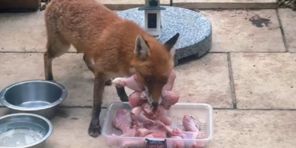 renard cuisses de poulet