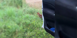 renard portiere