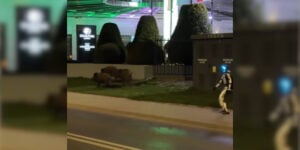 robot vs sangliers
