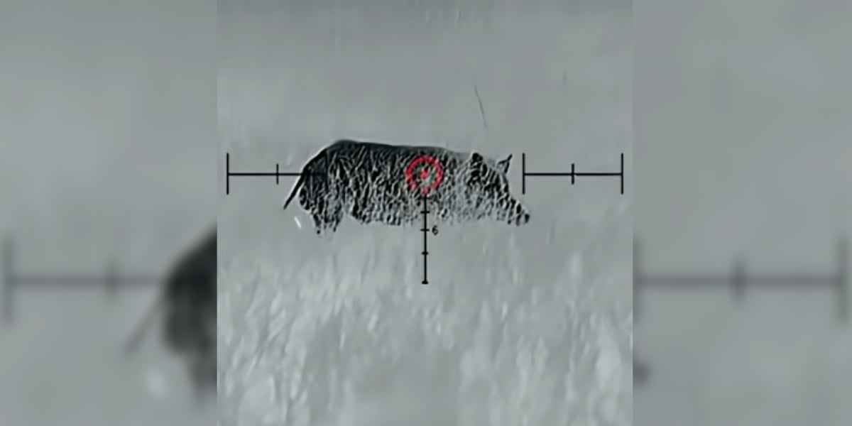 sanglier 22LR