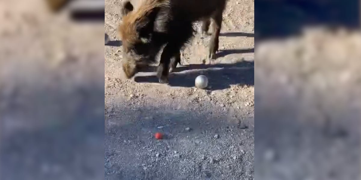 sanglier cochonnet
