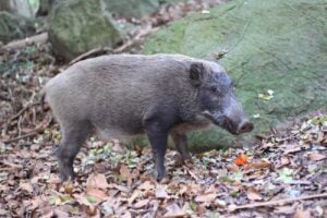 Fukushima : comment des cochons sont-ils redevenus des sangliers ?