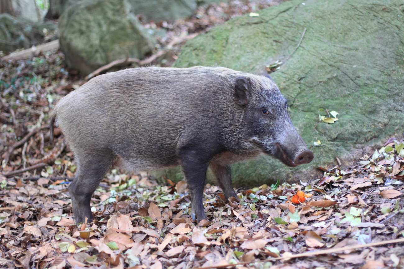 Fukushima : comment des cochons sont-ils redevenus des sangliers ?