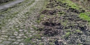 Des sangliers ont ravagé les bas-côtés de Paris-Roubaix.