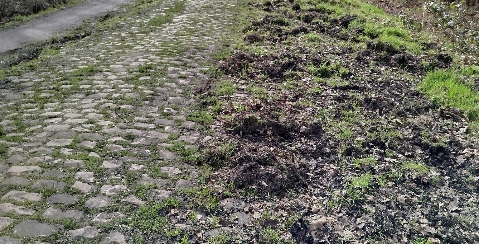 Des sangliers ont ravagé les bas-côtés de Paris-Roubaix.
