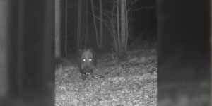 sanglier piege photo