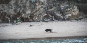 sanglier saint nazaire