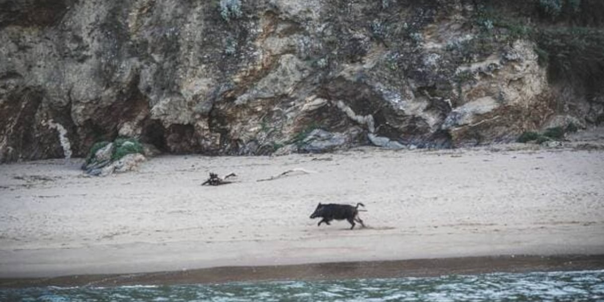 sanglier saint nazaire