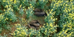 sangliers dans le colza