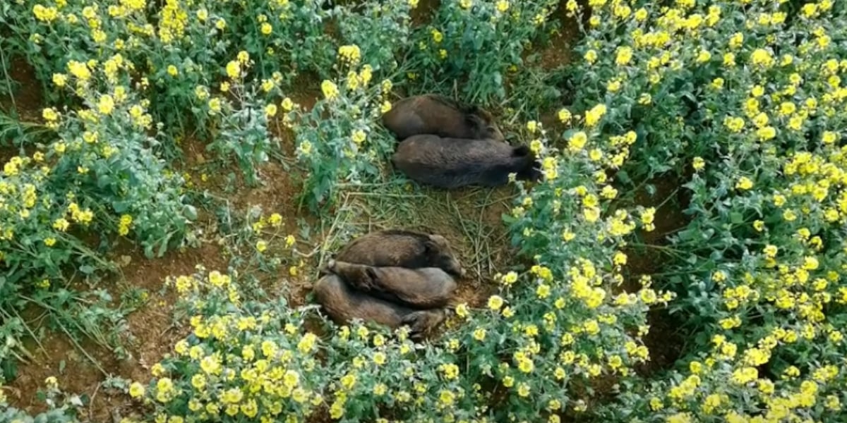 sangliers dans le colza