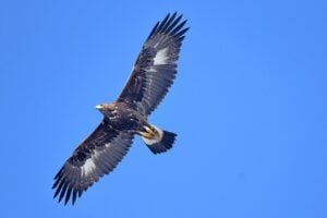 aigle royal