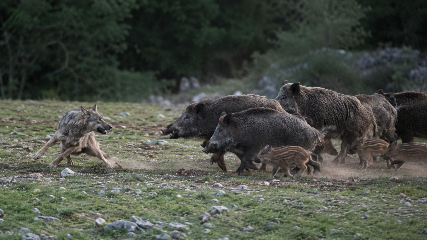 [Vidéo] Saisissant combat entre un loup et une compagnie de sangliers ...