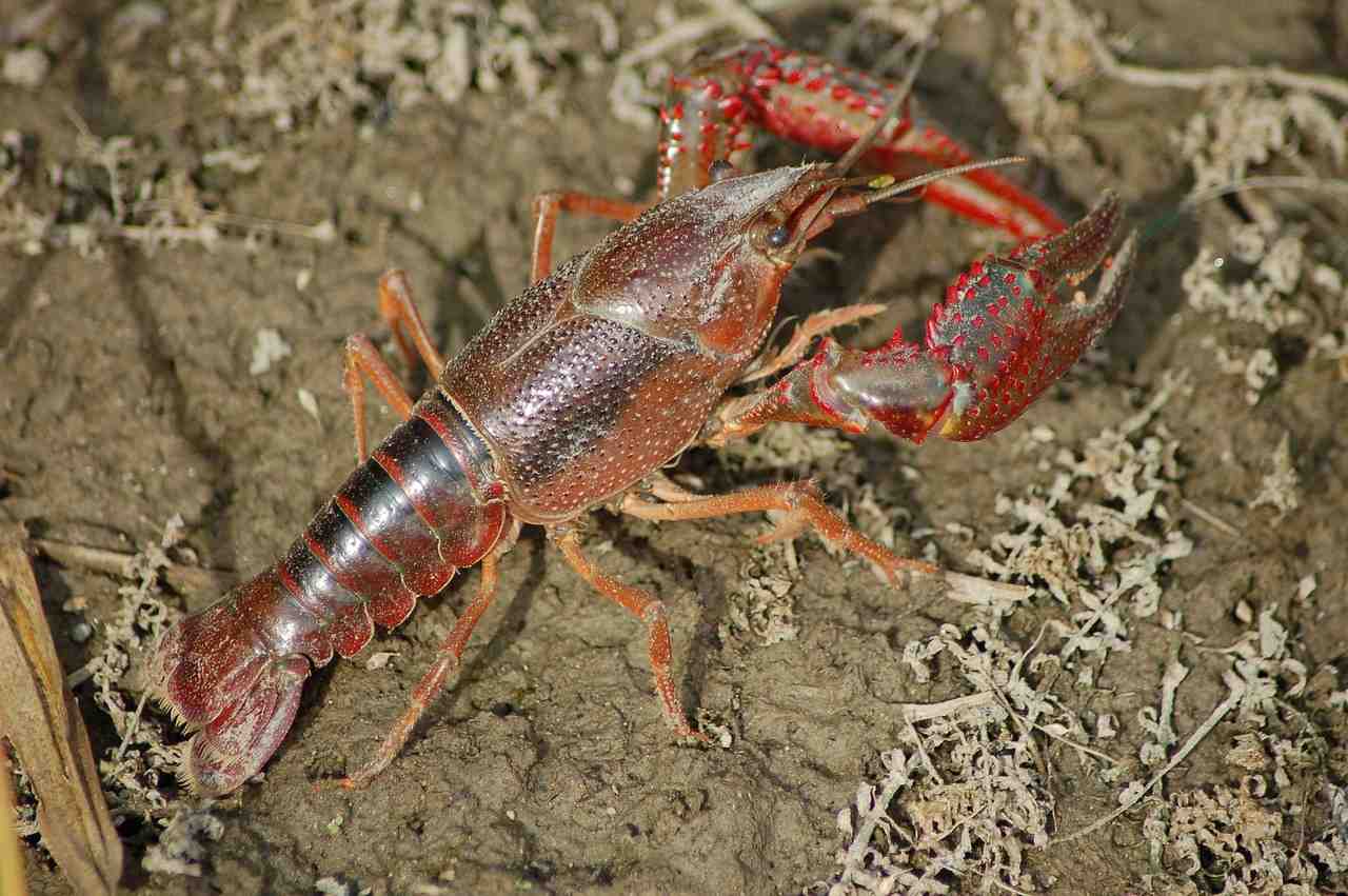Écrevisses de Louisiane : le préfet de l&rsquo;Indre sanctionné pour avoir voulu lutter contre une espèce invasive envahissante
