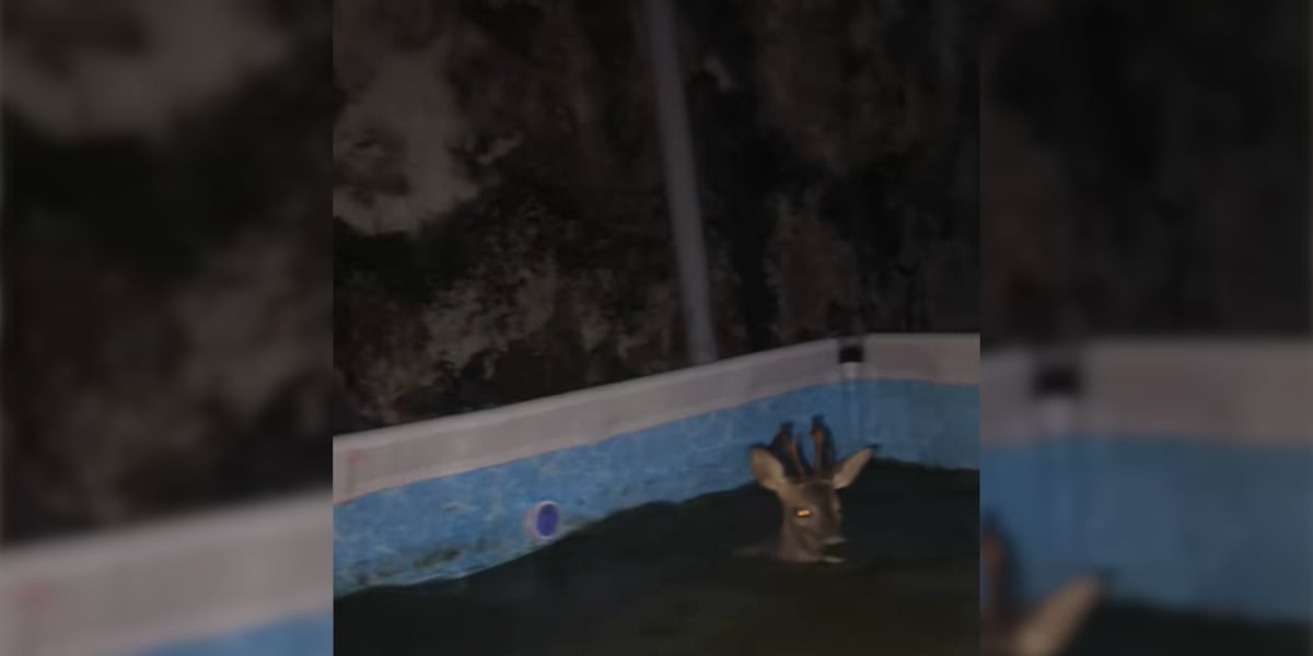 chevreuil piscine