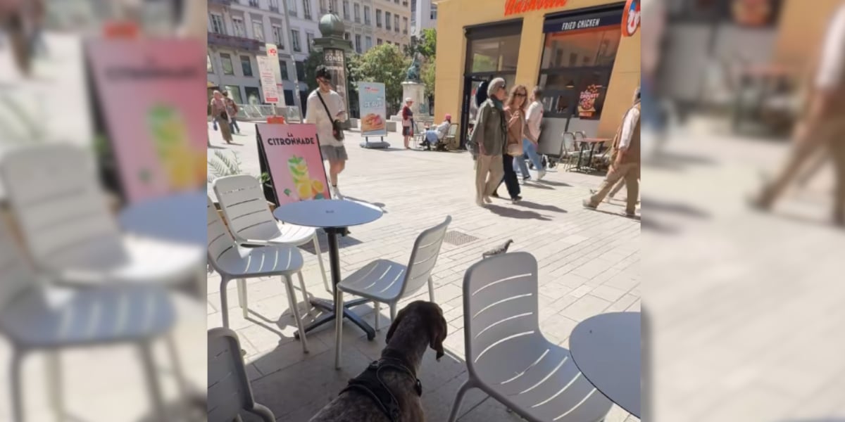 chien vs pigeon en terrasse