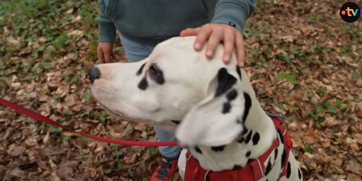 chiens tenus en laisse