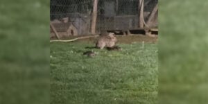 lapin tue des canards
