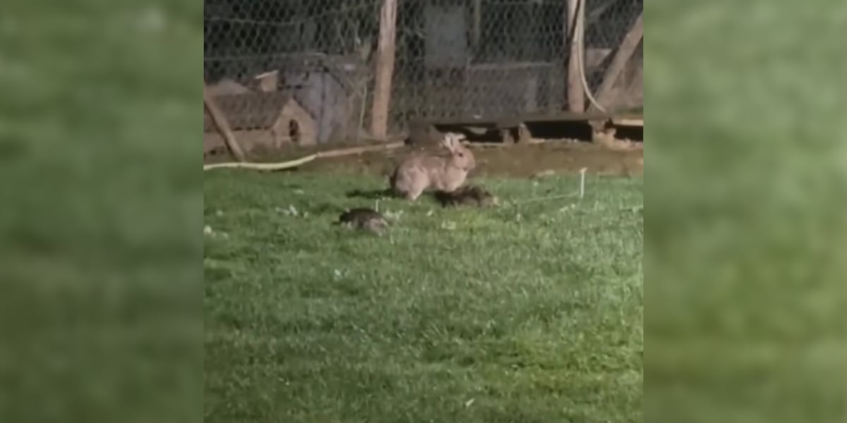 lapin tue des canards