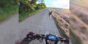 lievre saute sur une trottinette