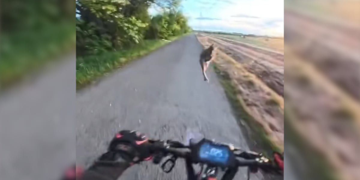 lievre saute sur une trottinette