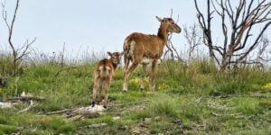 mouflons