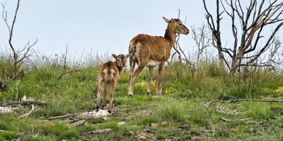 Mouflons de l&rsquo;Aveyron : le loup pourrait gâcher une belle dynamique