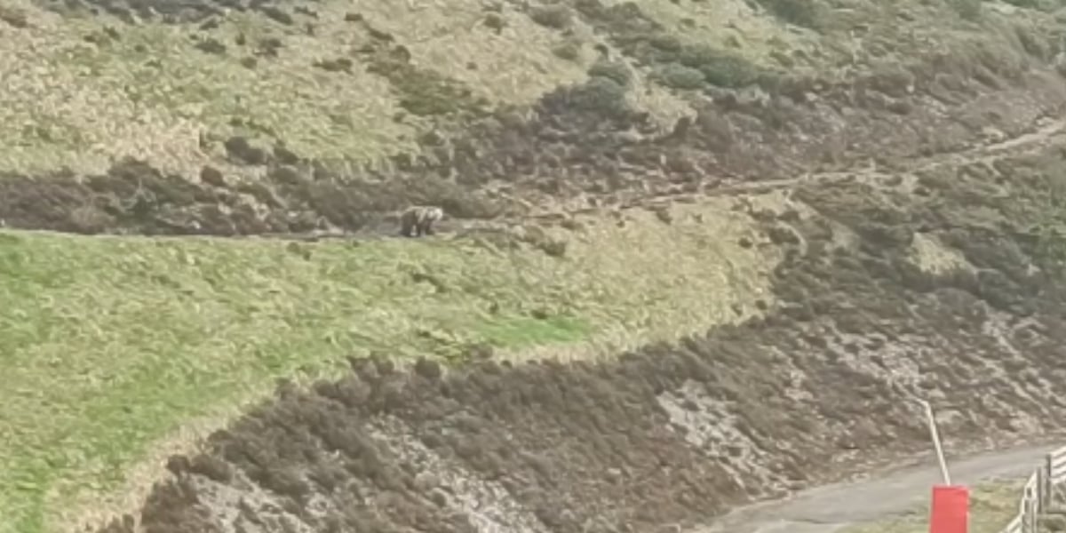 Surpris, des clients ont pu filmer un ours depuis un restaurant de Foix en Ariège