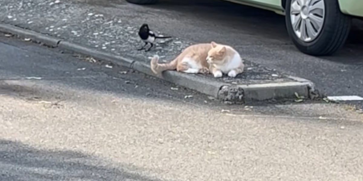 pie vs chat