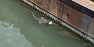 pigeon vs silure