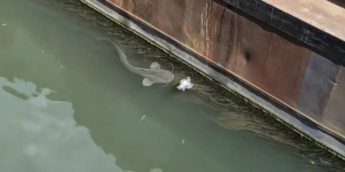 pigeon vs silure