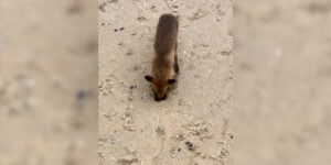 renard sur la plage
