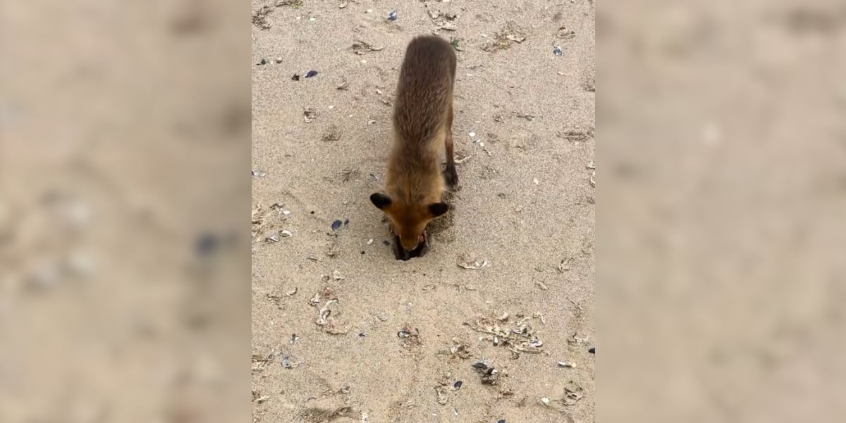 renard sur la plage